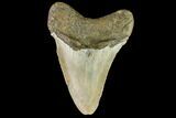 Fossil Megalodon Tooth - North Carolina #109844-2